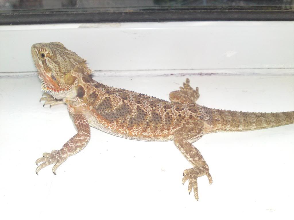 Pictures And Video Of My New Fire Bearded Dragon | Reptile Forums