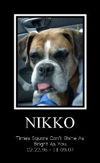 Nikko and texas bull Nikko and texas bull